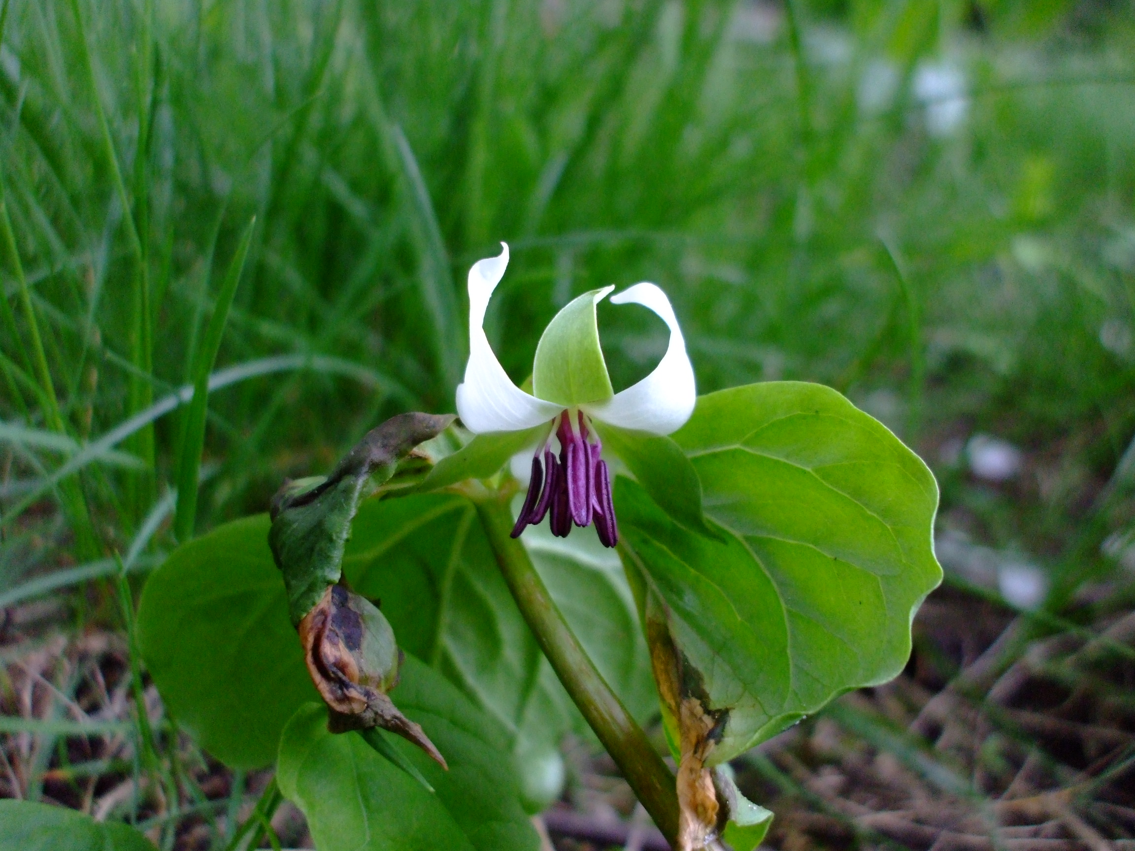 Trillium rugelii